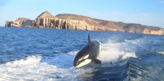 temporada de ballenas