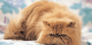 mascotas | Glam Weddings