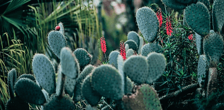 el nopal, oro de la nutrición | Glam Weddings