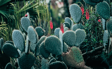 el nopal, oro de la nutrición | Glam Weddings