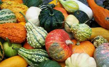 Las muchas caras y beneficios de las calabazas